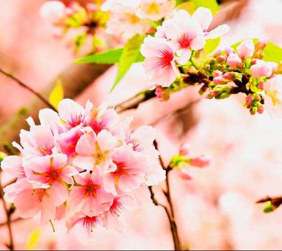 Фотообои Соцветия розовых цветов Фотообои Соцветия розовых цветов 5926