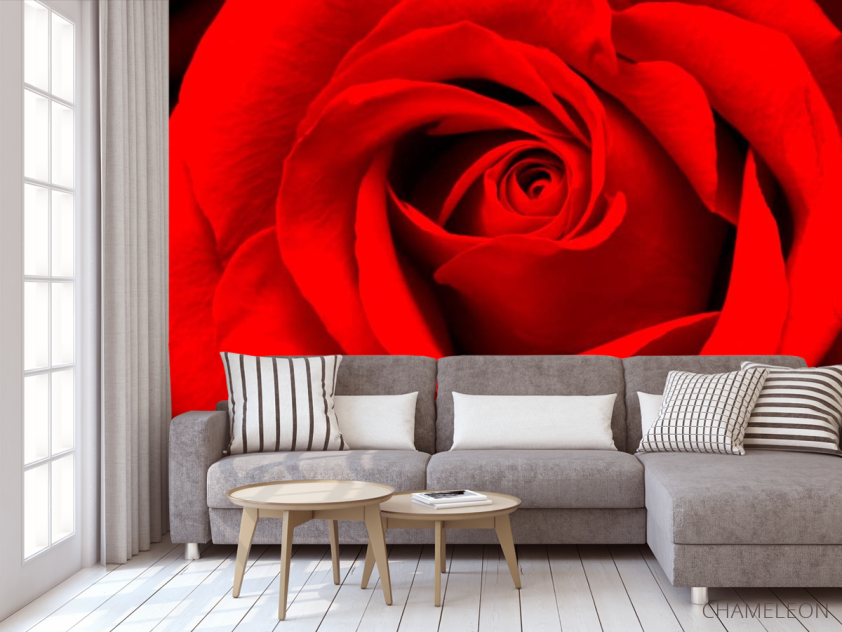 Фотообои Красная роза - 3