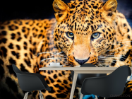 Фотошпалери Гепард на полюванні - 1