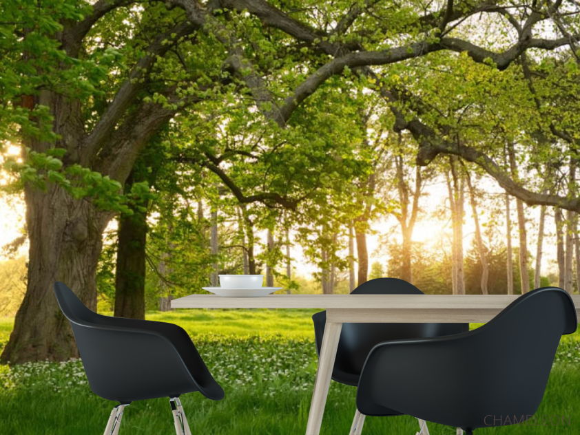 Фотошпалери поляна - 1