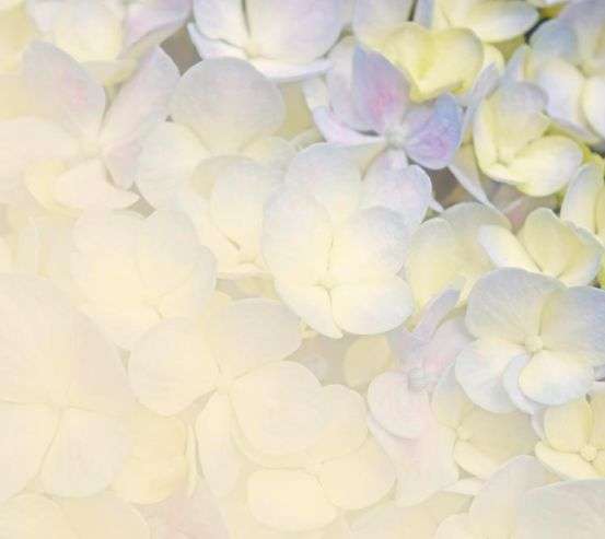 Фотообои Цветы 19422