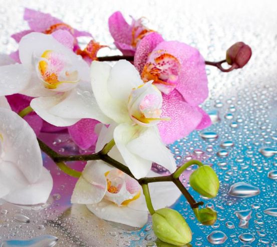 Фотообои Орхидеи малиновые и белые 9602