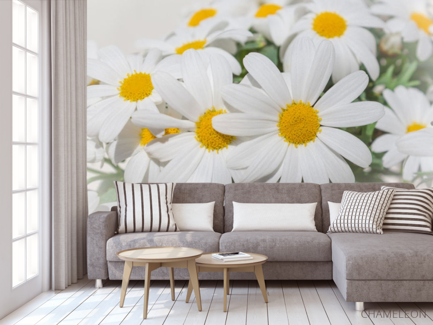 Фотообои Белые ромашки - 3