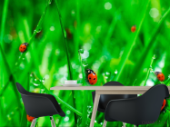 Фотошпалери Трава,божа корівка - 1