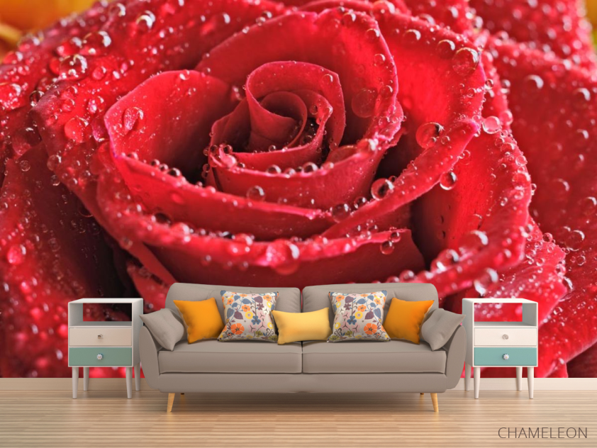Фотообои красная роза с каплями - 1
