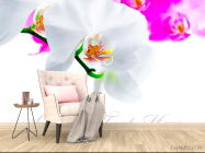Фотообои Бело-розовые орхидеи - 4