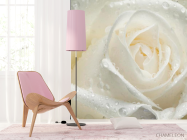 Фотошпалери Біла троянда крупним планом - 4