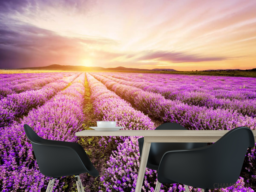 Фотошпалери Захід у лавандовом полі - 1
