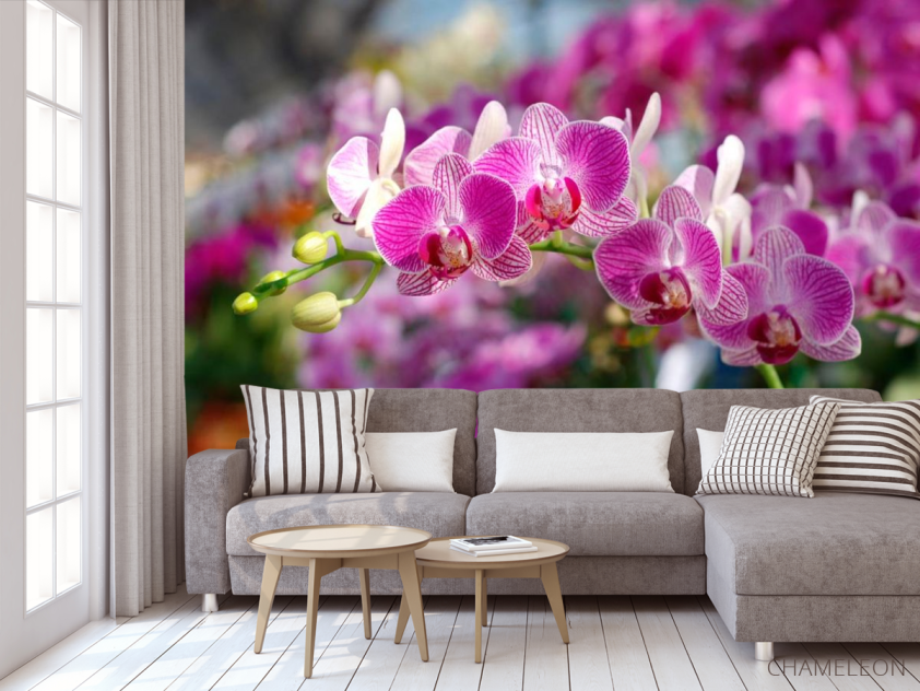 Фотообои Розовые орхидеи цветут - 3