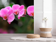 Фотошпалери Орхідеї ніжно-рожеві - 2