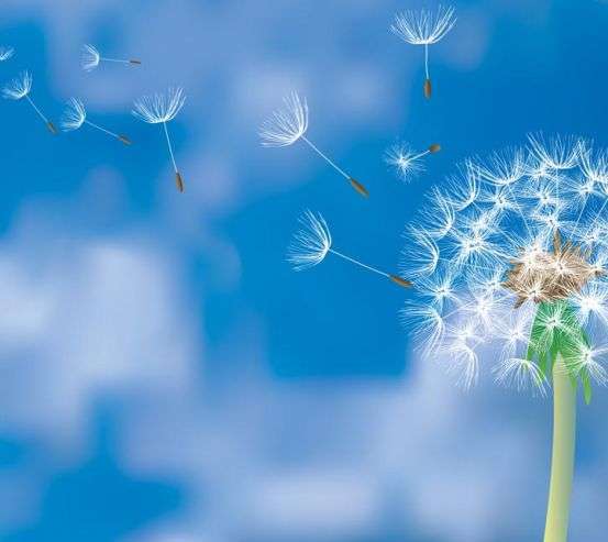 Фотообои Одуванчик на синем фоне Фотообои Одуванчик на синем фоне 22374