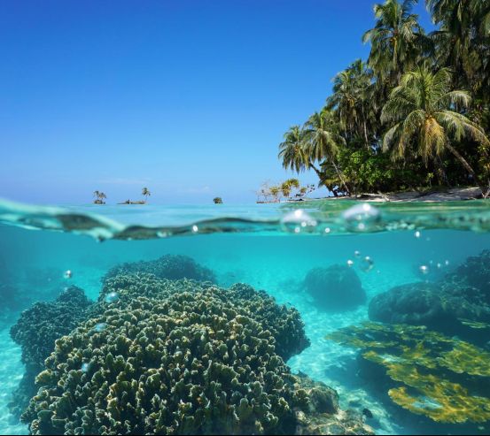 Фотошпалери Море, корали і пальми 20918