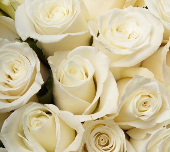 Фотообои белые розы 20389