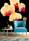 Фотообои Кремово-бежевые орхидеи - 4