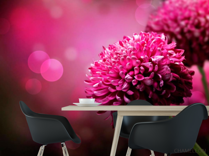 Фотообои Малиновые хризантемы - 1