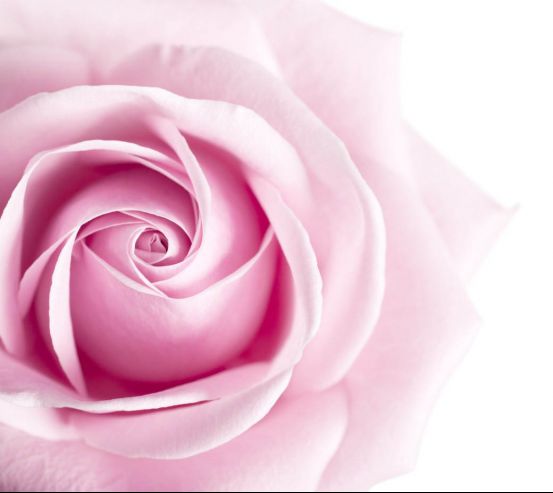 Фотошпалери Рожевий бутон троянди 25829