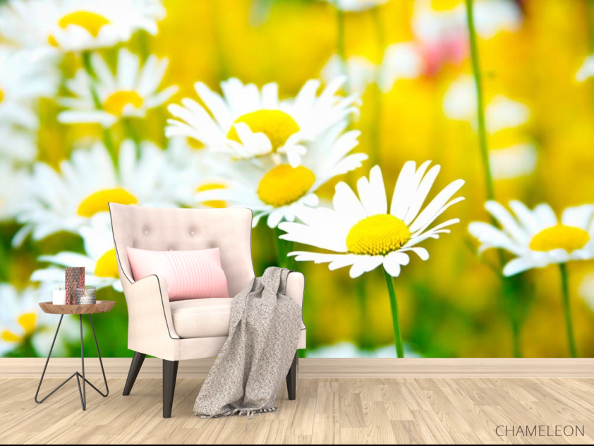 Фотообои Полевые белоснежные ромашки - 4