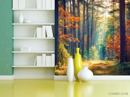 Фотошпалери вересневий ліс - 3