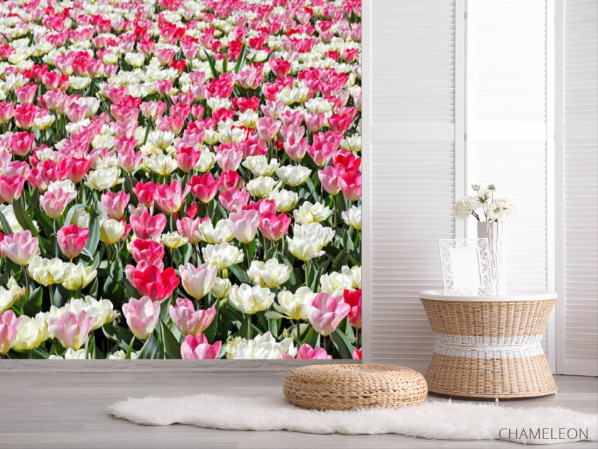 Фотошпалери Поле різнокольорових тюльпанів - 2