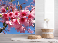 Фотошпалери сакура - 2