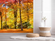 Фотошпалери Осінній ліс - 2
