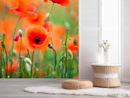 Фотошпалери Поле і маки - 2