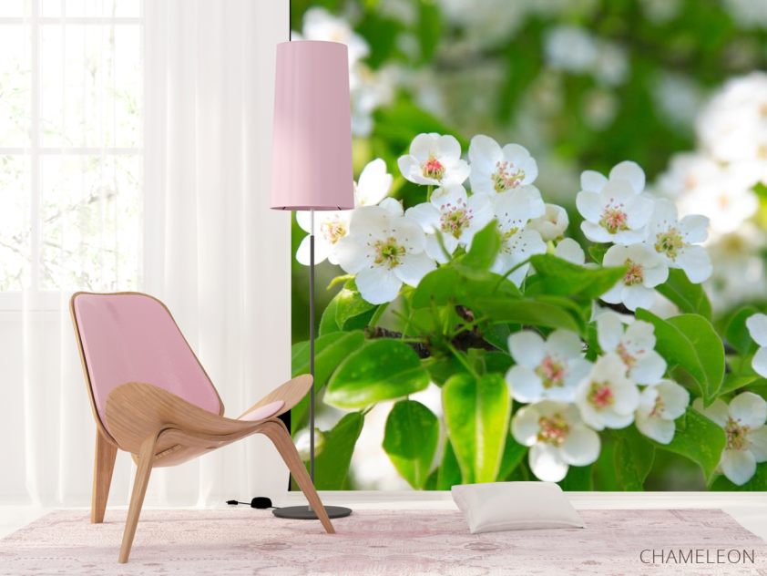 Фотошпалери білі весняні квіточки - 4