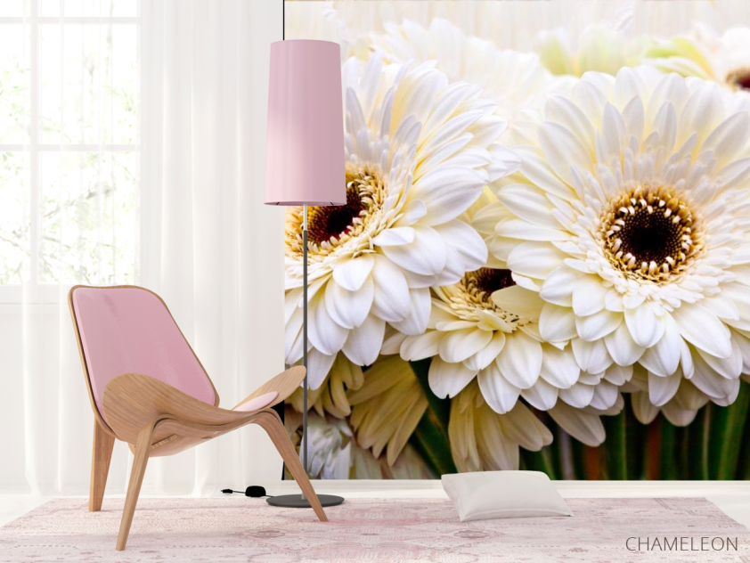 Фотошпалери кремова гербера - 4