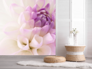 Фотошпалери біло-бузковий квітка - 2