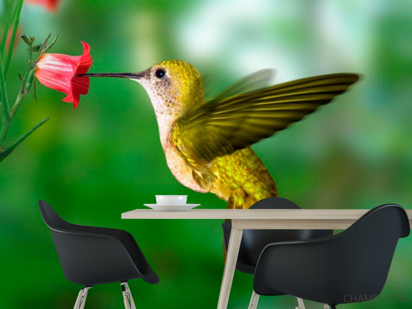 Фотошпалери Колібрі - 1