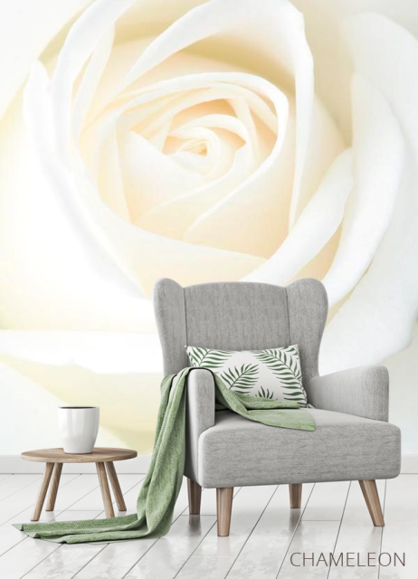 Фотообои Белая распустившаяся роза - 3