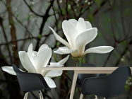 Фотошпалери Білосніжні квітки - 1