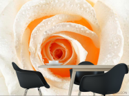 Фотошпалери Кремова троянда макро-зйомка - 1