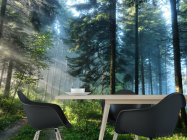 Фотошпалери Дерева в лісі - 1