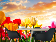 Фотообои Тюльпаны в закате - 1