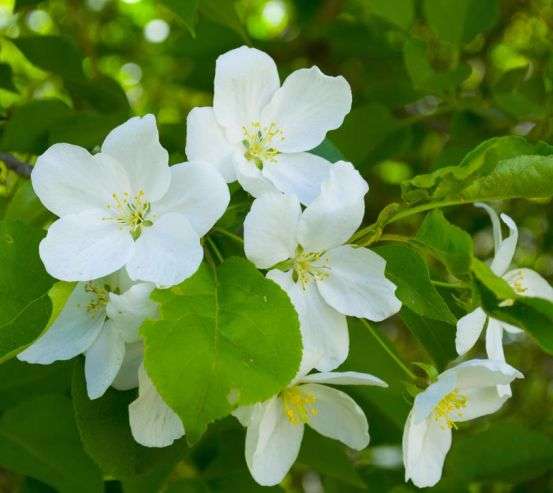 Фотошпалери Чубушник Фотошпалери Чубушник 21070