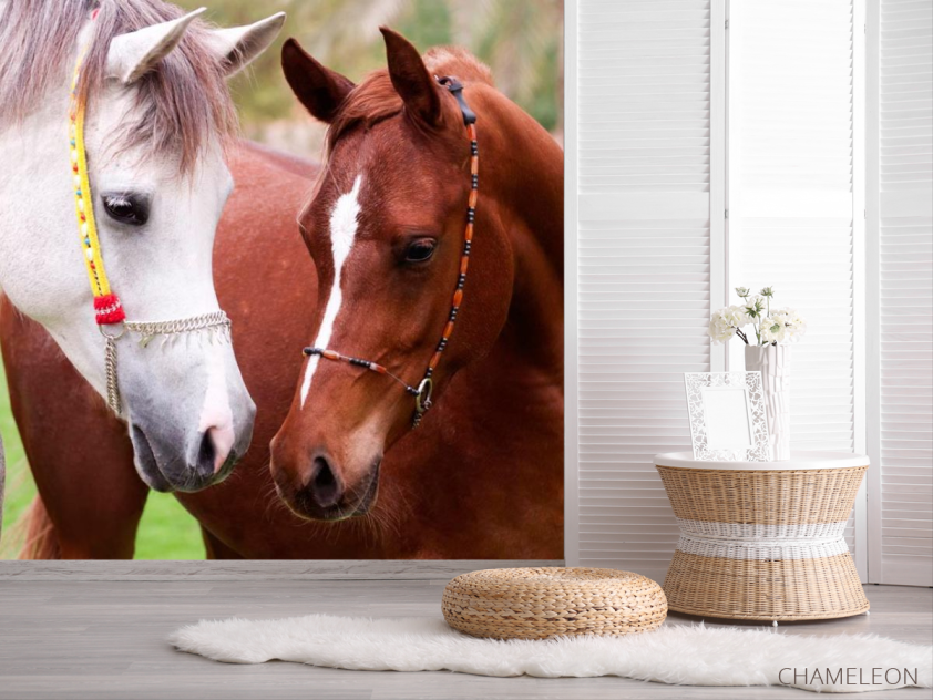 Фотошпалери Пара коней - 2