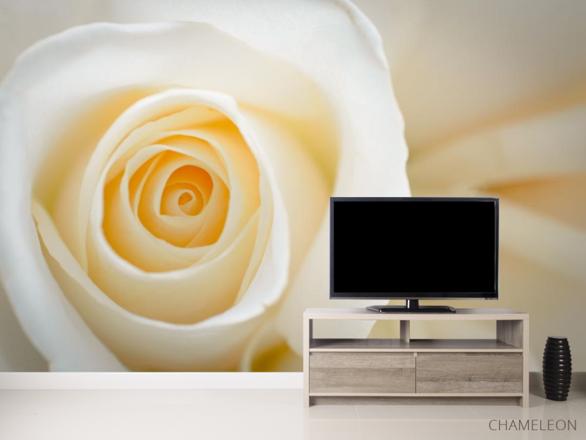 Фотообои кремовая роза - 2