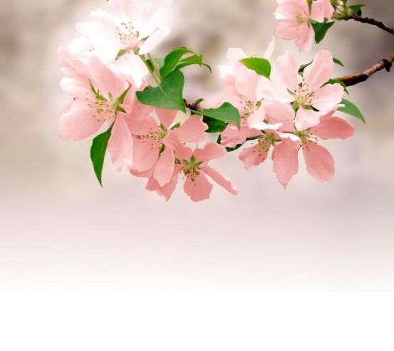 Фотообои Нежно-розовые цветки Фотообои Нежно-розовые цветки 3510