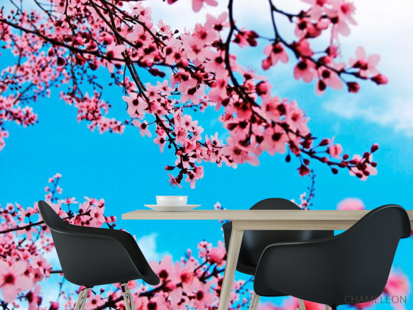 Фотошпалери Квітуча навесні вишня - 1