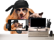 Фотообои кот с собакой делают селфи - 2