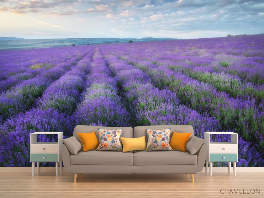 Фотообои лавандавое поле - 1