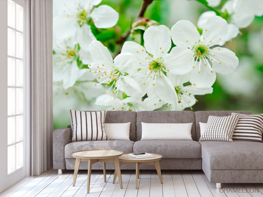 Фотообои Черешня цветет - 3