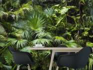 Фотошпалери тропічні листя - 1