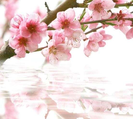 Фотообои цвет вишни над водой Фотообои цвет вишни над водой 20297