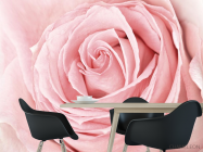Фотообои розовая роза - 1