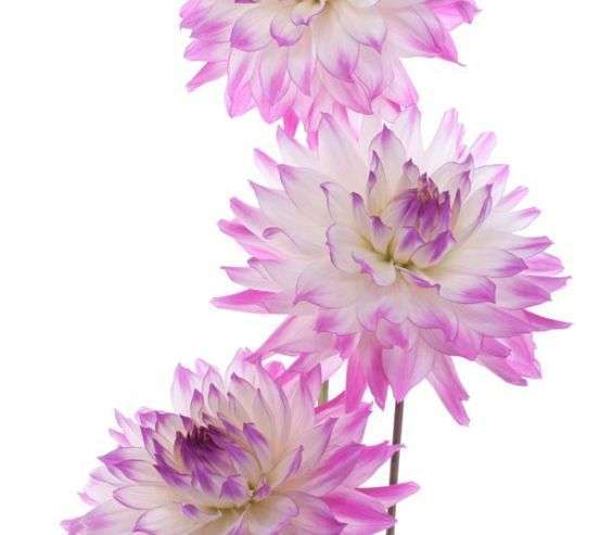 Фотообои Пион сиреневый Фотообои Пион сиреневый 3183