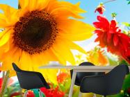 Фотошпалери Соняшник і гербера - 1