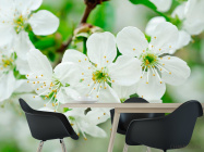 Фотошпалери Фотошпалери цвіте Черешня - 1