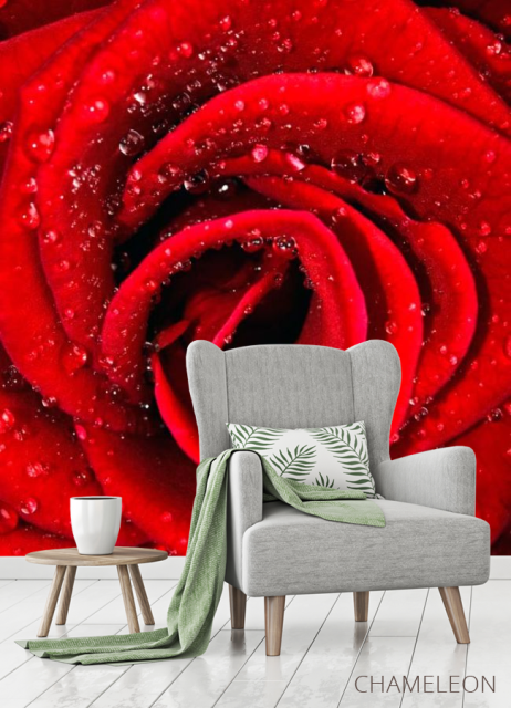 Фотообои Роза алая в росе - 3